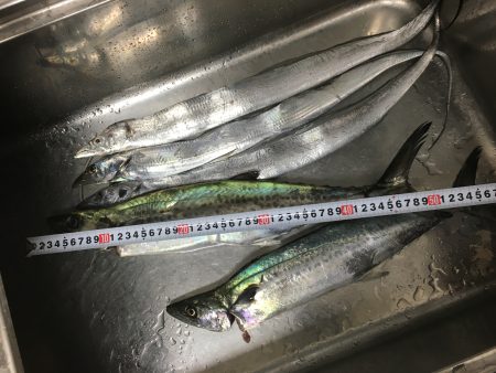 サゴシ&タチウオ